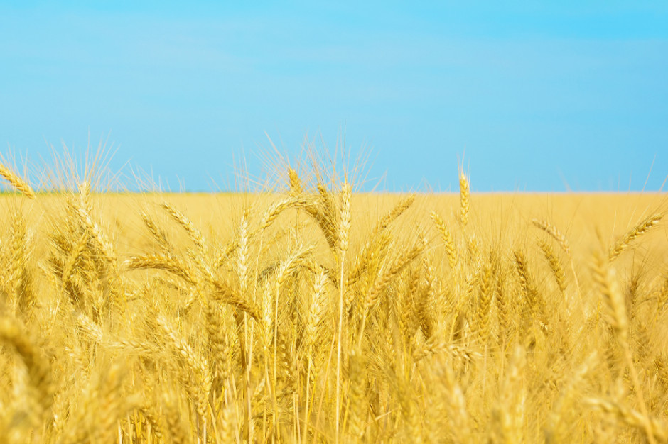 Wpływ wojny na rynke zbóż, fot. Shutterstock