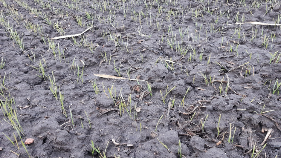 Opóźnione siewy pszenicy ozimej po kukurydzy, fot. Syngenta