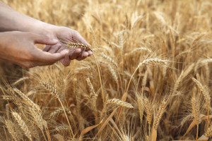 FAO: światowe zapasy zbóż większe, ale handel mniejszy
