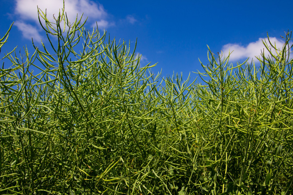 Rzepak na MATIF podrożał o 0,8 proc., fot. Shutterstock