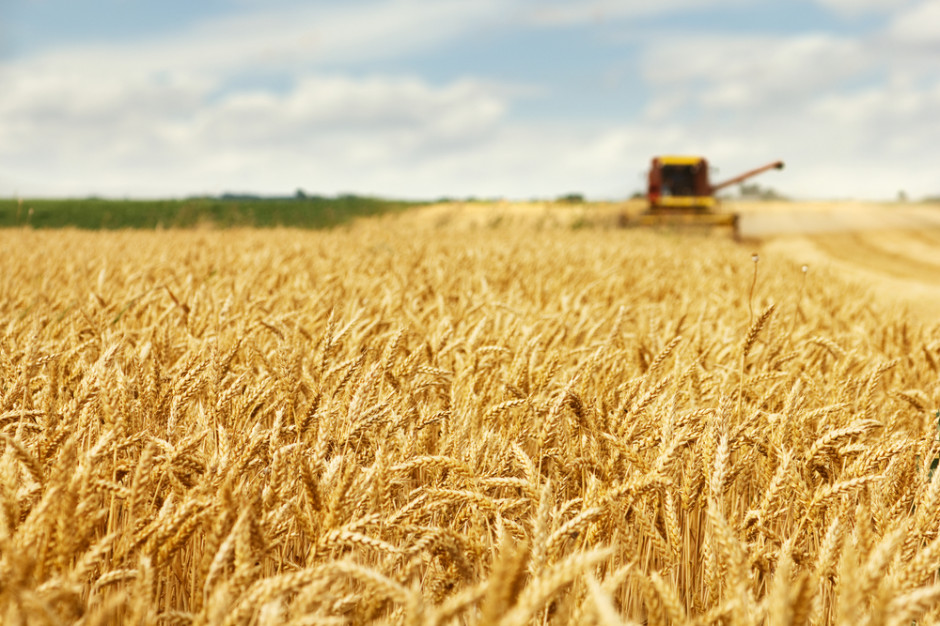 Cena pszenicy na MATIF wzrosła przez tydzień o 2,6 proc., fot. Shuttrerstock