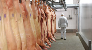Niemcy: wyraźnie mniej ubojów świń w lutym