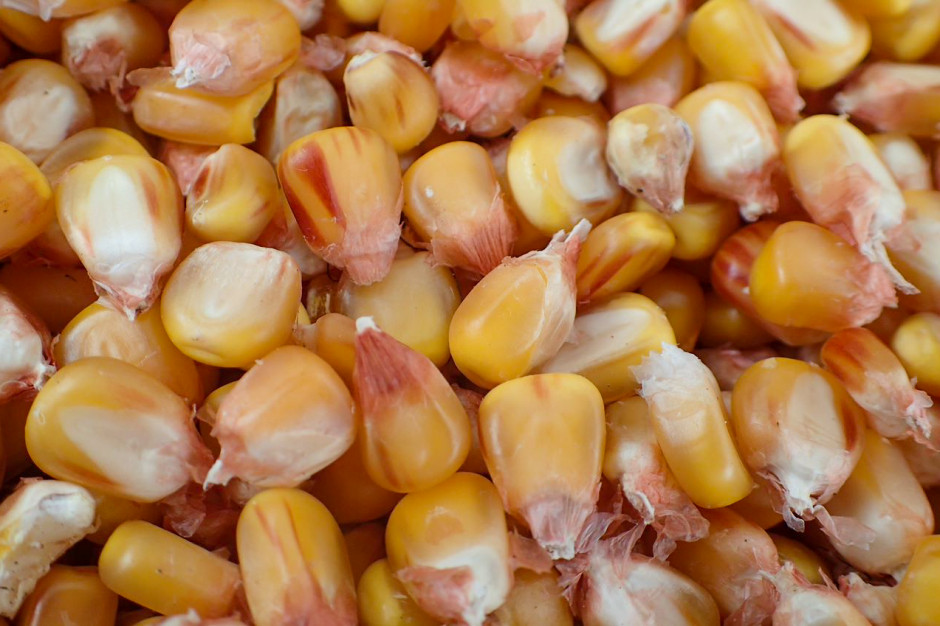 Niezaprawione ziarno siewne jest podatne na choroby i szkodniki kukurydzy