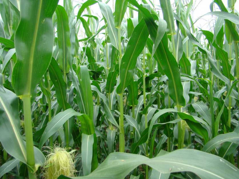 Hnojení kukuřice v nejslabších polohách