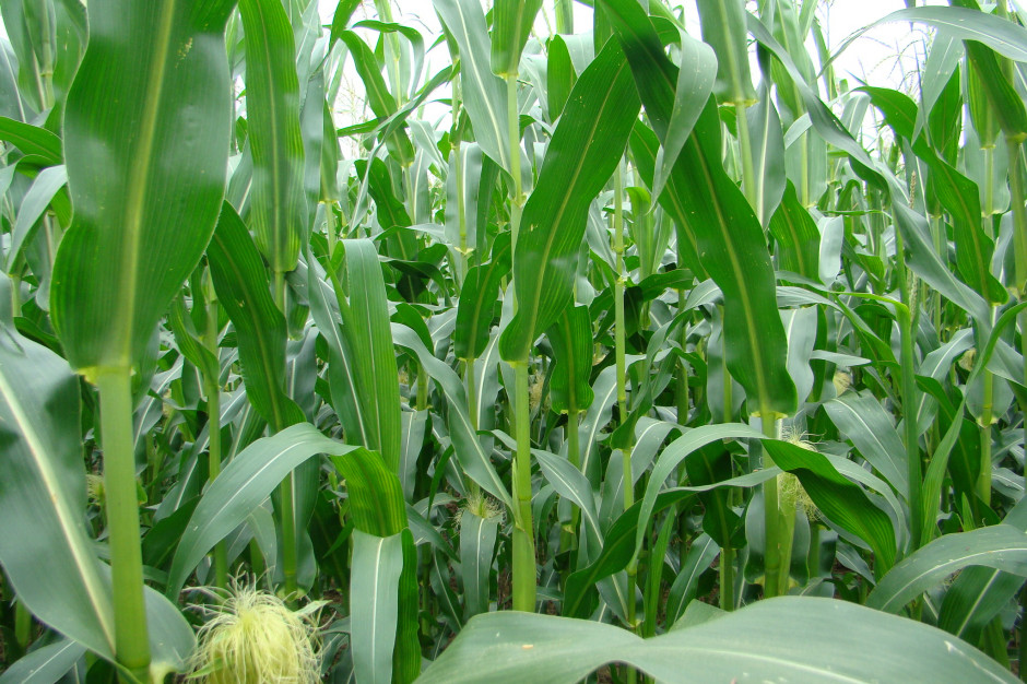 Racjonalne nawożenie kukurydzy wymaga wcześniejszego rozpoznania zasobności gleby