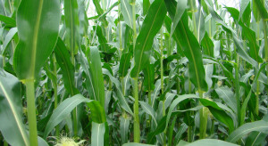 Nawożenie kukurydzy na słabszych stanowiskach