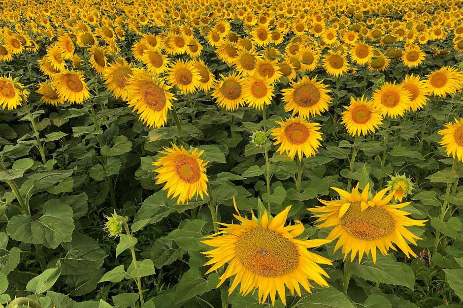 Rolnicy z południa Polski zaczęli siać słonecznik, fot. ykaiavu z Pixabay