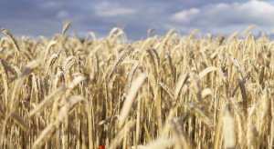 Ukraina: rząd wprowadza licencjonowanie eksportu kluczowych towarów rolnych