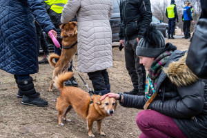 MRiRW: blisko 60 weterynarzy bada na granicy przywożone z Ukrainy do Polski zwierzęta