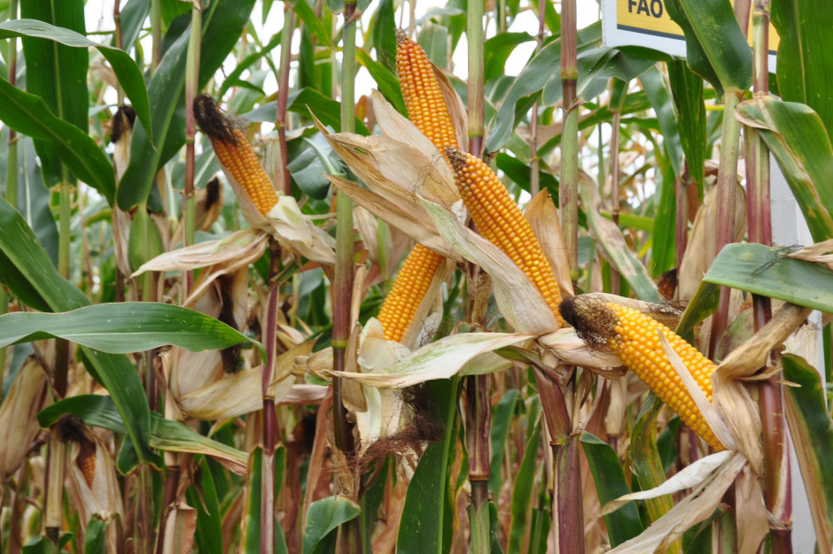 Uaktualniono wykaz kukurydzy GMO zakazanej w uprawie w Polsce, fot. W. Konieczny / farmer.pl