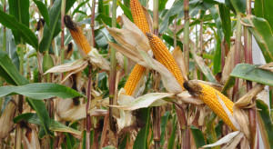 Kukurydza – lista odmian zalecanych na 2023