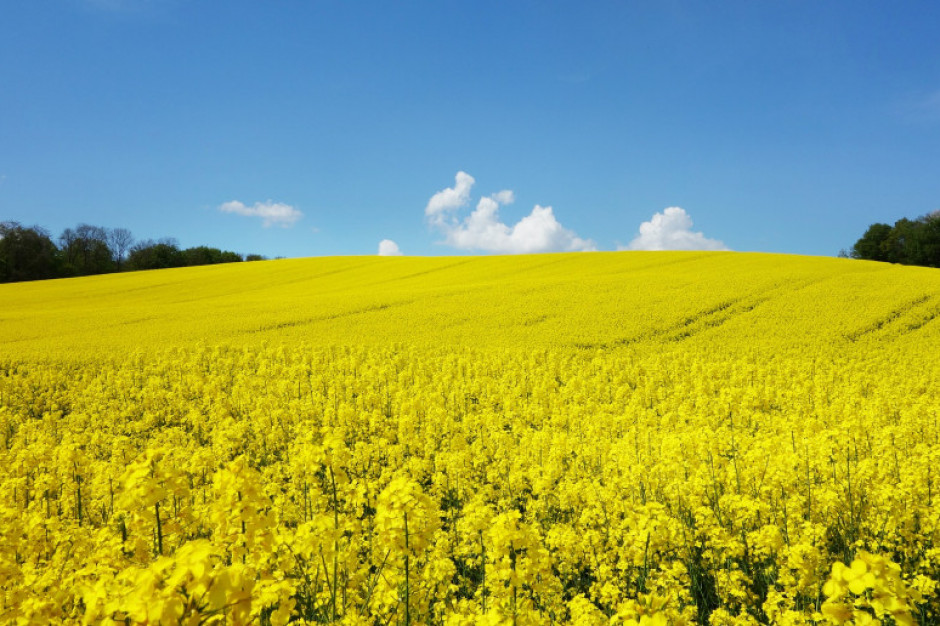 W dobie wojny w Ukrainie produkcja rodzimego białka rzepakowego nabiera szczególnie dużego znaczenia. Fot.Pixabay.com