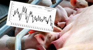 Ceny świń rosną, a opłacalność chowu pozostaje na dnie