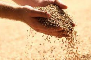 Jakie są powody wstrzymania eksportu zbóż z Rosji do krajów EAUG?