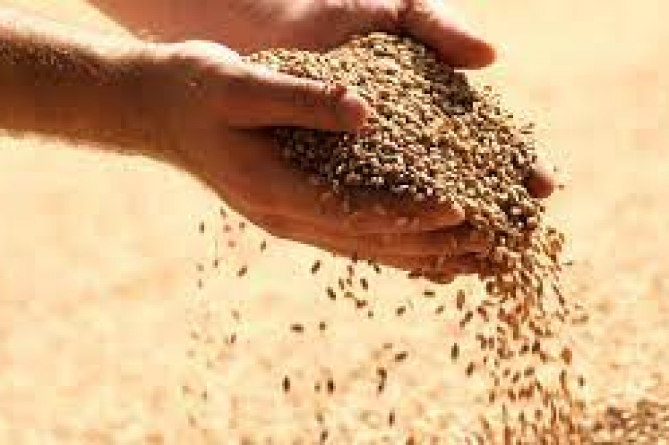Jak wskazało OSW, wstrzymanie eksportu zbóż do EAUG w rzeczywistości wynika z jego niskiej dochodowości spowodowanej brakiem wpływów z ceł eksportowych. Fot. fot. Shutterstock