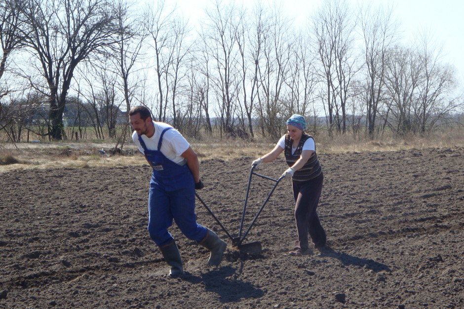 Sadzenie ziemniaków, fot. A.Gumeniuk