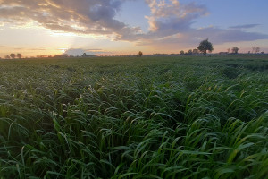 Pierwsza na polskim rynku zaprawa dla traw