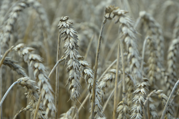 Ukraina chce skorzystać z możliwości przetworzenia surowców rolnych na terenie Polski