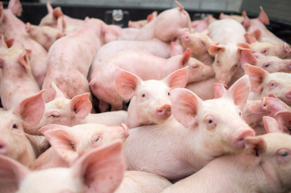 Dania: we wszystkich kategoriach świń odnotowano spadek pogłowia; Fot. Shutterstock