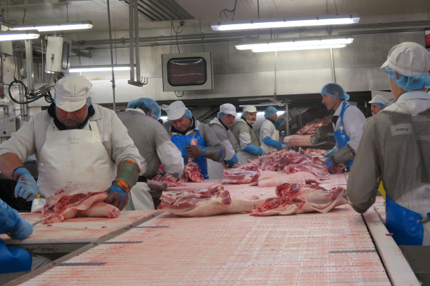 KSG Agro kontynuuje hodowlę świń i produkcje wieprzowiny w czasie wojny w Ukrainie. fot. I.Dyba KSG Agro: Pracujemy w trudnych warunkach, by dostarczyć żywność dla ukraińskiej ludności i armii