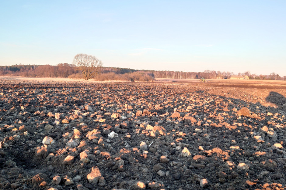 Gleba przed siewem zbóż jarych musi być starannie uprawiona, ale nie przesuszona, fot. Maciej Sacha
