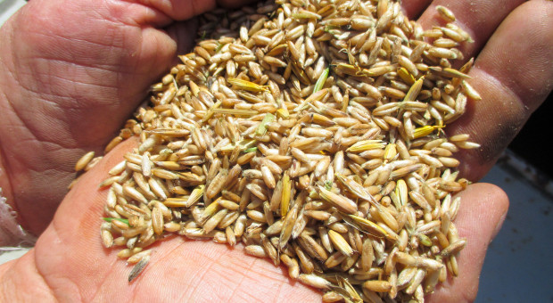 Co się dzieje z cenami owsa? Dlaczego jest droższy od pszenicy? [RAPORT Z 27.02]