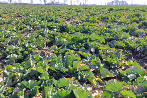 Ile może kosztować wiosenna regulacja i ochrona rzepaku?