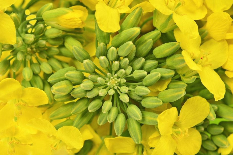 Rzepak na Matif podrożał o 3,4 proc. Fot. Shutterstock