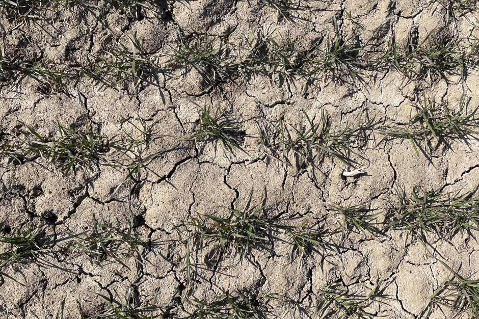 Do pełnego rozwoju wiosennej wegetacji zbóż pilnie potrzebne są opady deszczu, fot. HJ
