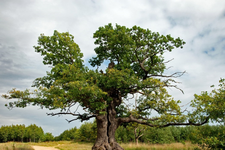Dąb Dunin z Puszczy Białowieskiej został wybrany Europejskim Drzewem Roku, fot. treeoftheyear.org