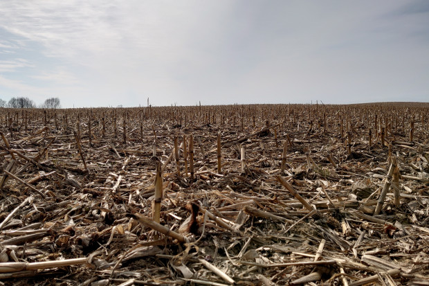 Wiosenna likwidacja ścierniska po kukurydzy