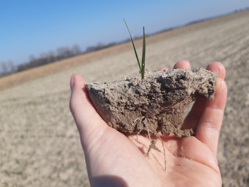 Wierzchnia warstwa gleby jest przesuszona, tworzy nieaktywną dla nawozów skorupę. Jednocześnie odcina ona parowanie z głębszych warstw gleby, gdzie znajdują się resztki jeszcze wilgoci Fot. A. Kobus