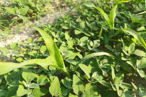 Adiuwant dedykowany kukurydzy pozwala obniżyć dawkę herbicydu nawet o 30 %