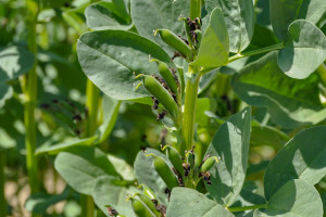 Uprawa bobiku – roślina żyznych gleb