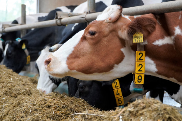 Jak zmieniają się ceny pasz? Co z opłacalnością produkcji mleka?