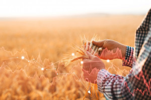 Po ile kukurydza i pszenica na koniec października 2022 r.?