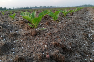 KZBC o sytuacji na rynku nawozów. Spada opłacalność buraka cukrowego