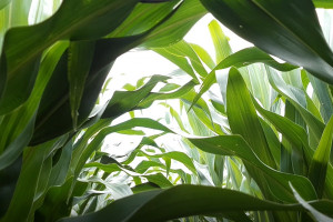LOZ kukurydzy stworzone tylko dla 5 województw