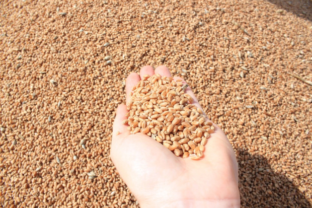 Większy eksport zbóż może rozpocząć się w kwietniu