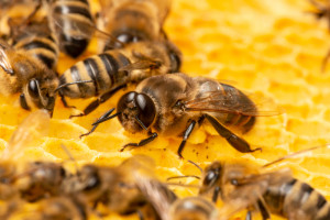 Dlaczego truteń jest trutniem, czyli ciekawostki o rozmnażaniu pszczół