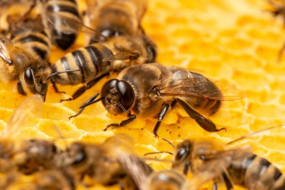 Zgnilec złośliwy jest groźną chorobą pszczół Fot.Shutterstock