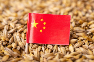 Produkcja pszenicy w Chinach spada. Intensywne deszcze przed żniwami zniszczyły część upraw