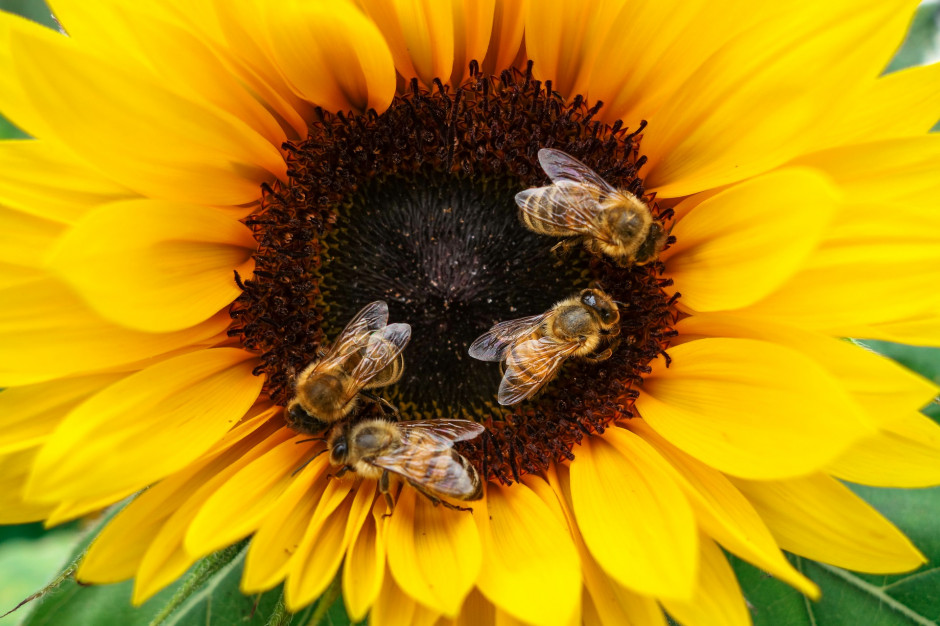 Pszczoły w żoliborskich parkach pojawiają się najdalej do końca kwietnia, fot. Thomas B. / Pixabay
