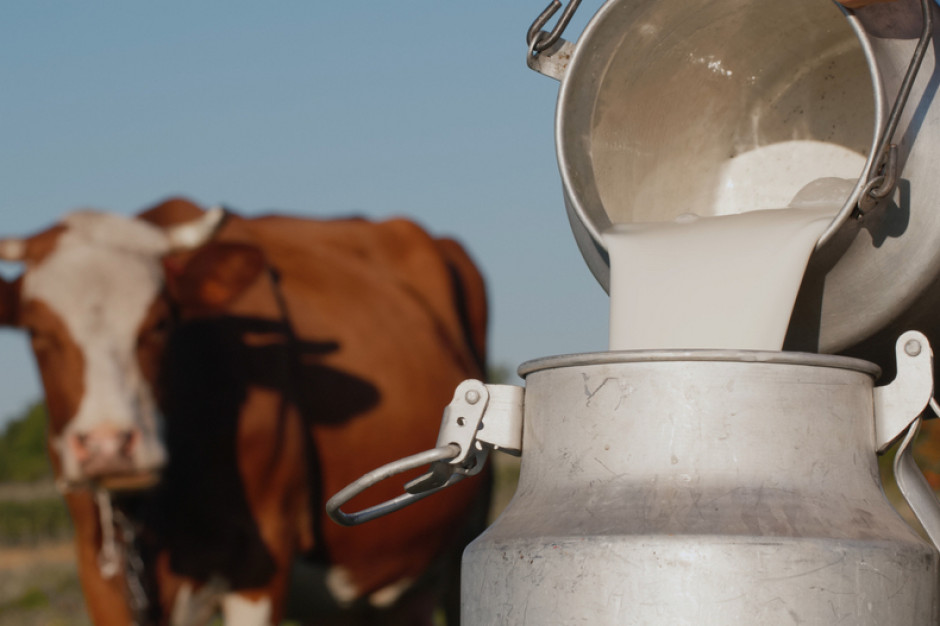 Cena mleka w skupie najwyższa w historii. Fot. Shutterstock
