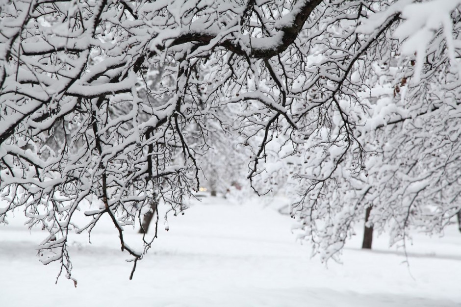 Pod ciężarem mokrego śniegu wywracały sie drzewa i słupy, Foto: Pixabay/Ottabatta