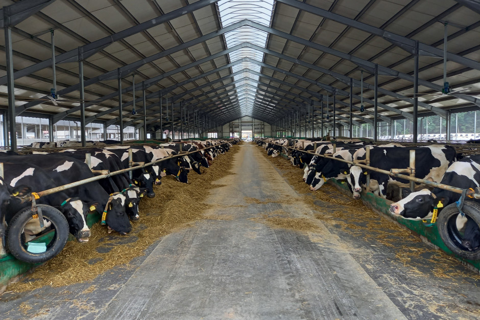 Polska Federacja Hodowców Bydła i Producentów Mleka opublikowała wyniki oceny wartości użytkowej krów mlecznych za 2021 r., fot. A.T.