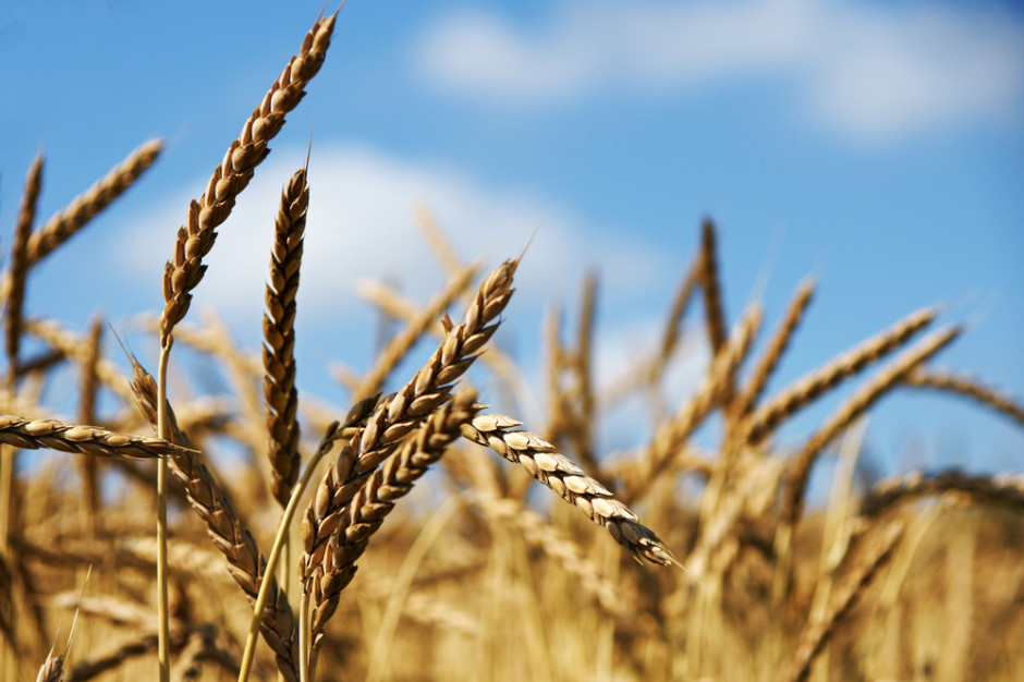 Czy Chiny są zabezpieczone w pszenicę, fot. Shutterstock
