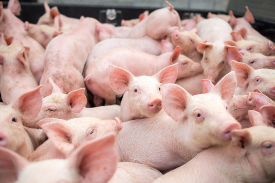 Spółka zależna Vion „Der Grüne Weg” rozpoczęła tworzenie w pełni niemieckiej sieci ekologicznej wieprzowiny; Fot. Shutterstock