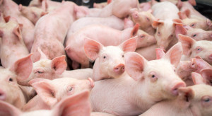 Vion buduje nową sieć ekologicznej wieprzowiny w Niemczech