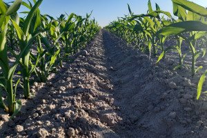 Uprawa kukurydzy na ugorze? Uwaga na szkodniki glebowe
